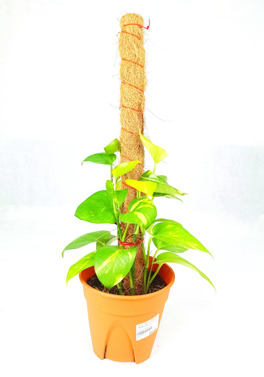 Money Plant 1Ft