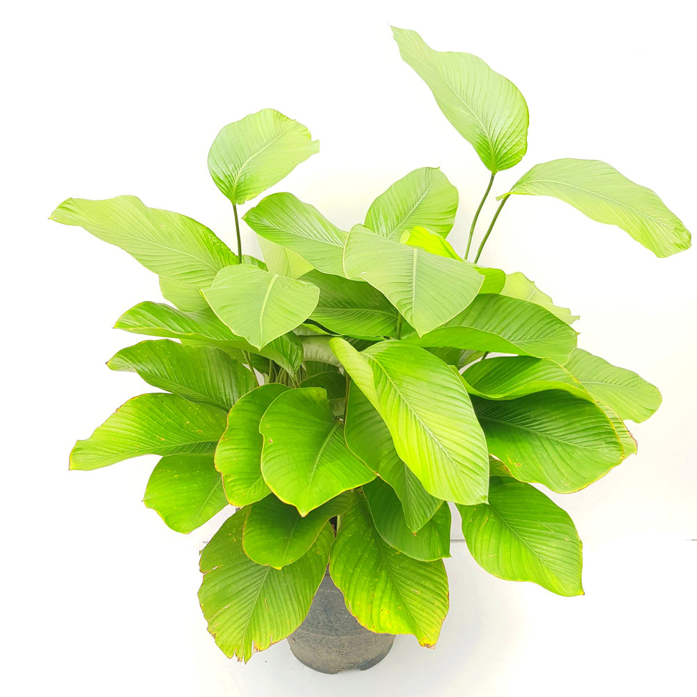 Pot Thaumatococcus - Green