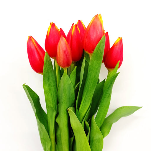 Tulip (Imported) - Red/ Yellow