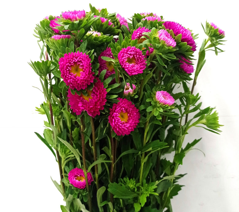 Aster (Imported) - Shocking Pink