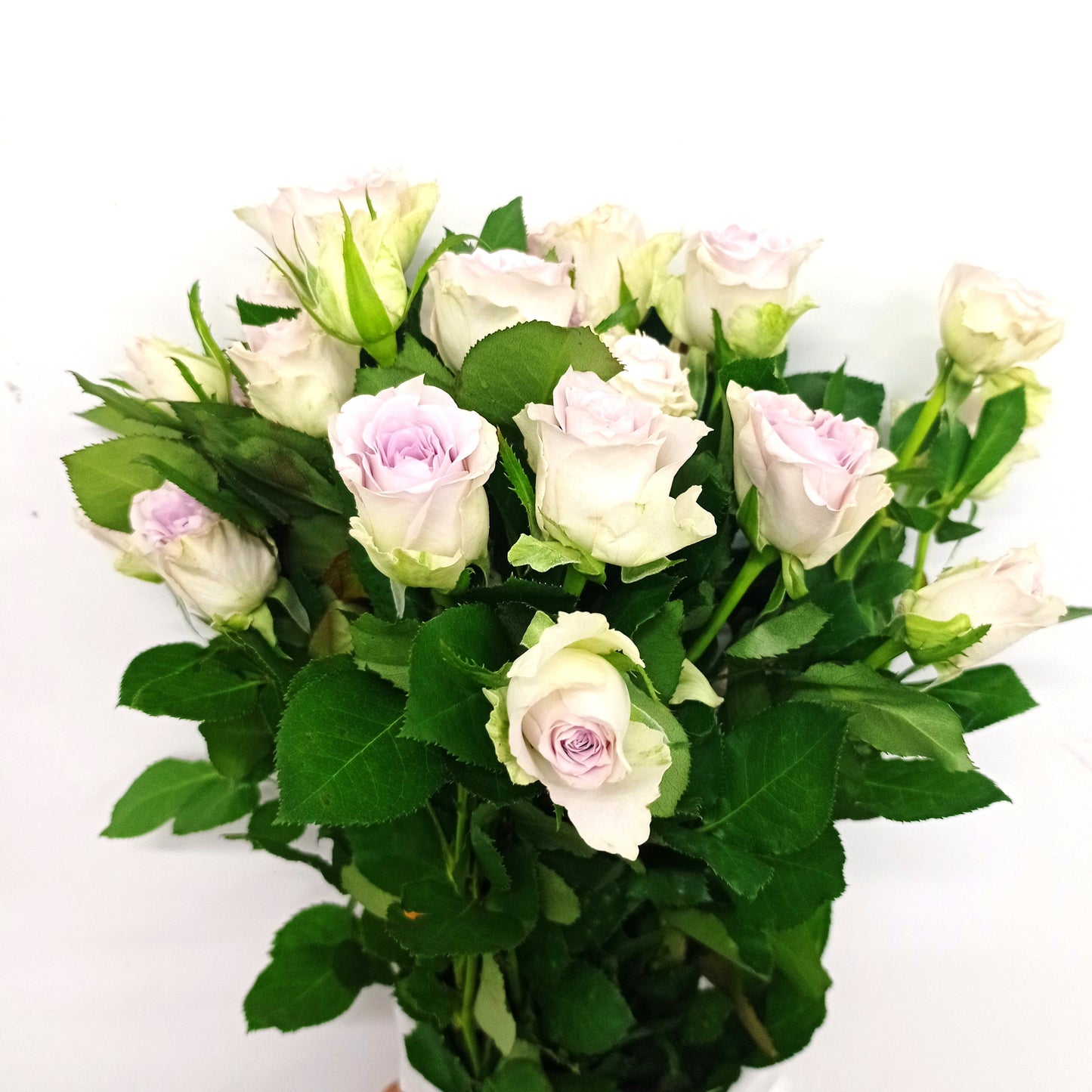 Spray Rose   - 2 Tone Light Pink