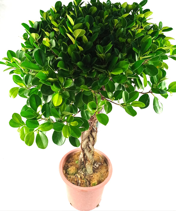 Pot Ficus Lolipop 4-5Ft (Local) - Green