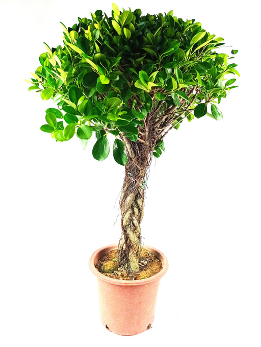 Pot Ficus Lolipop 4-5Ft (Local) - Green