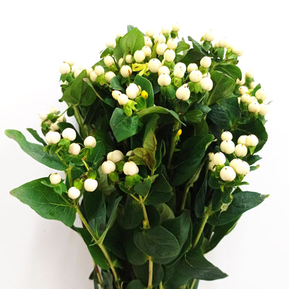 Fully Bloom Hypericum Berry (Imported) - Mix [Clearance Stock]