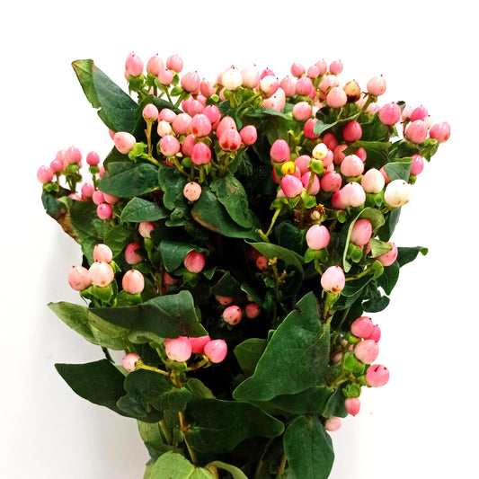 Fully Bloom Hypericum Berry (Imported) - Mix [Clearance Stock]