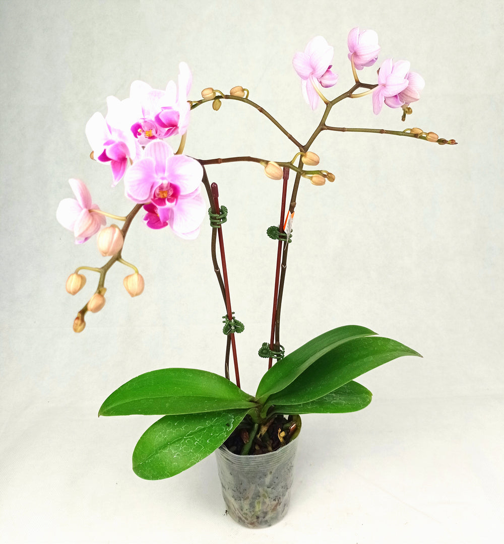 Fully Bloom Pot Phalaenopsis - Mix [Clearance Stock]