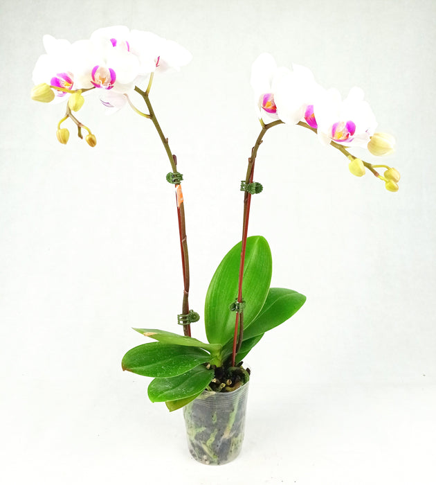 Fully Bloom Pot Phalaenopsis (Imported) - Mix [Clearance Stock]