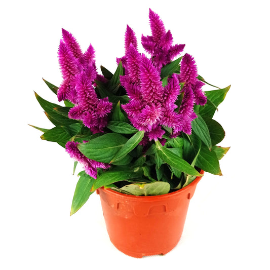 Pot Celosia P150 Miix
