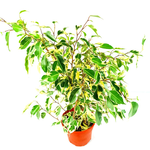 Pot Weeping Fig P150 (Local) - 2 Tone Green Yellow