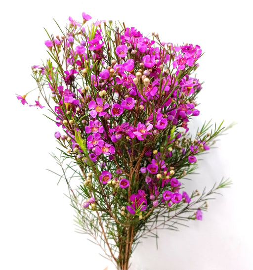 Wax Flower (Imported) - Purple