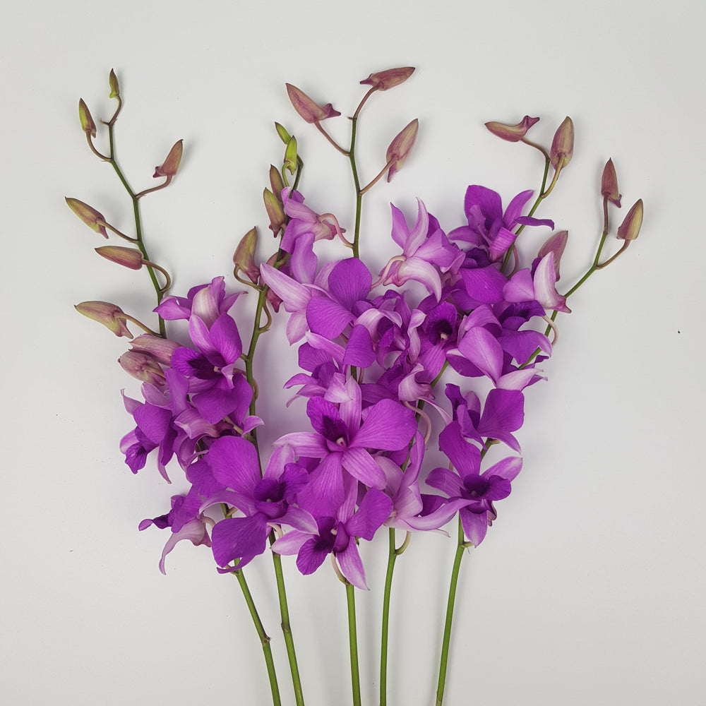 Orchid - Bright Pink