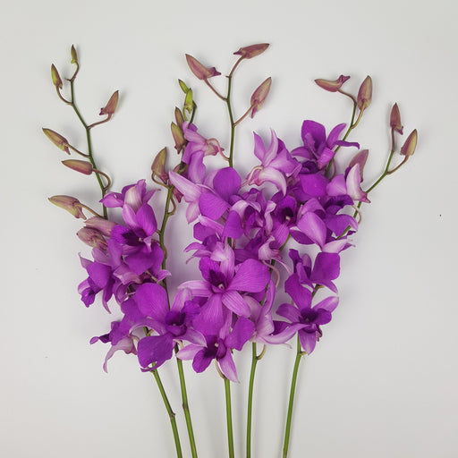Orchid (Imported) - Bright Pink