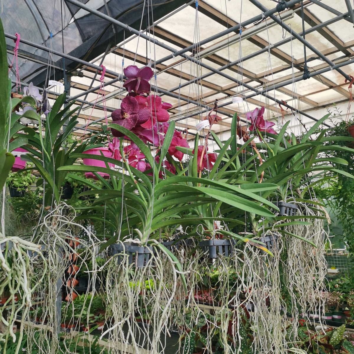 Vanda Plug Vanda Orchid – Floristika.com.my