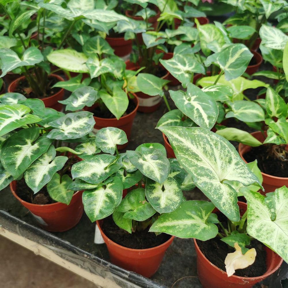 Pot Green Syngonium  - Green