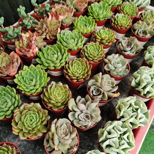 Succulent (P5.5) - S