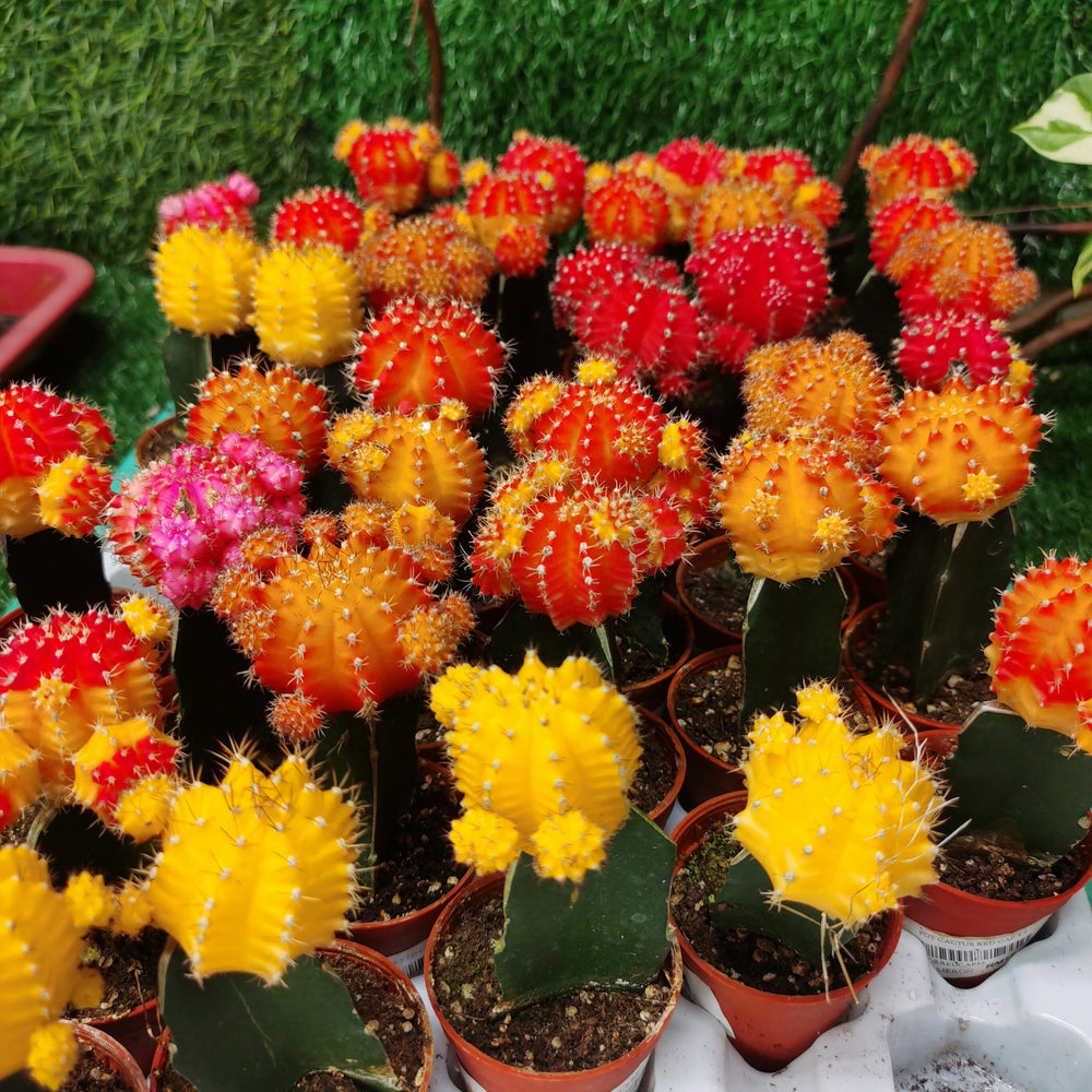 Cactus Red Cap (P55)