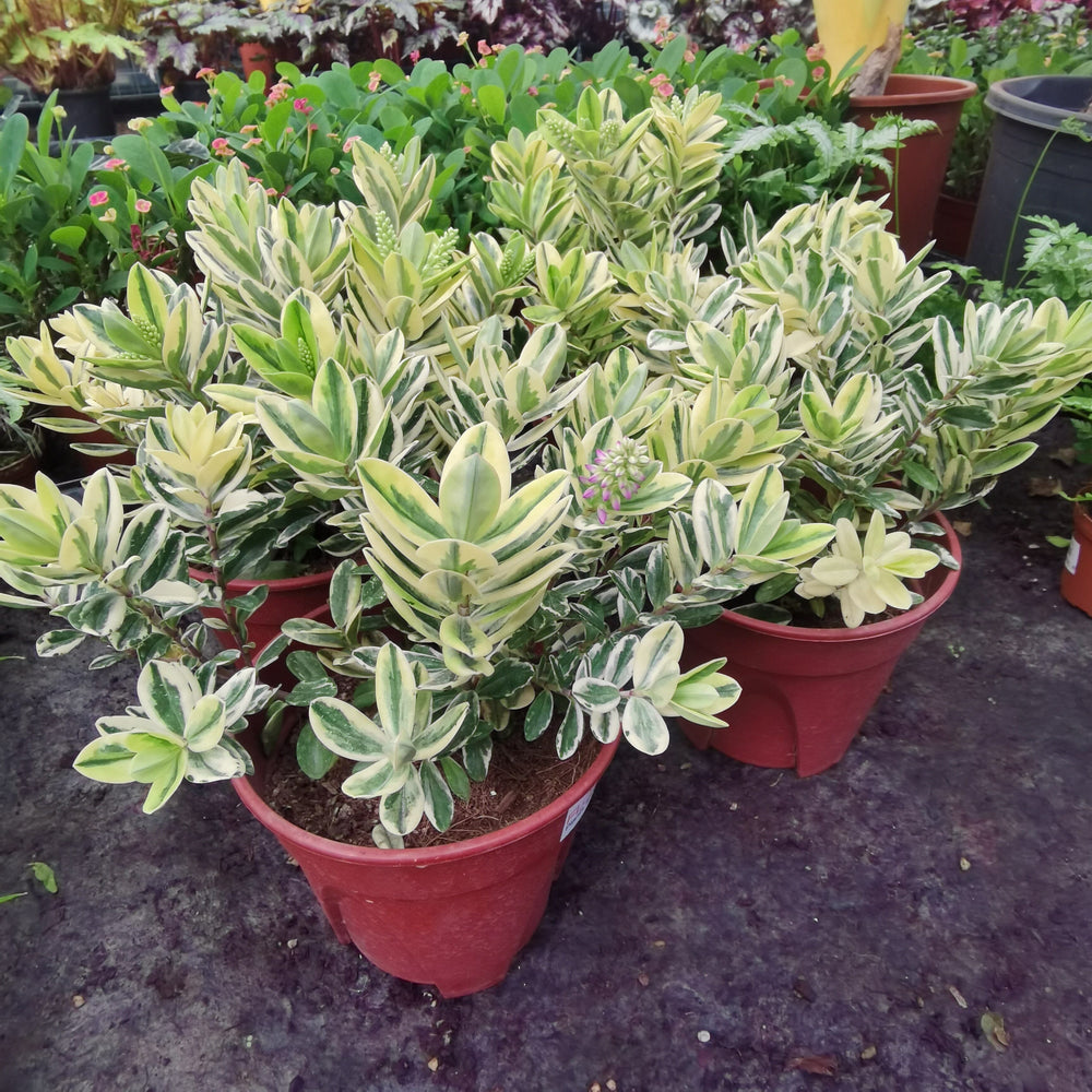 Hebe Variegated (P150)