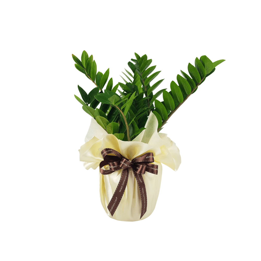 MYLD37 - Zamioculcas Plant Arrangement C