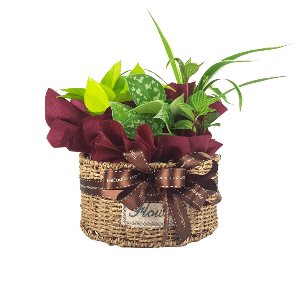 MYLD39 - Plant Arrangements in Round Basket