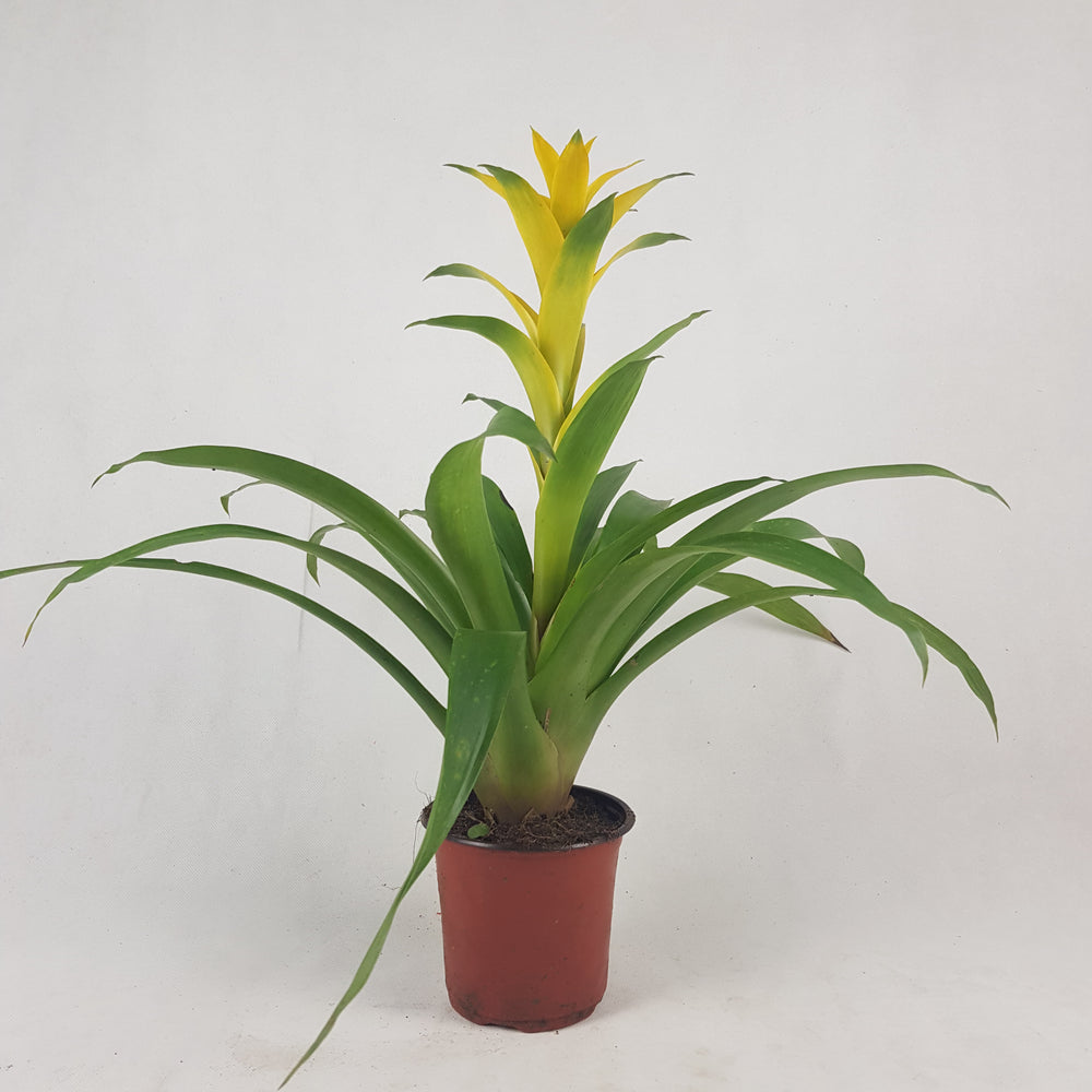 Guzmania - Yellow