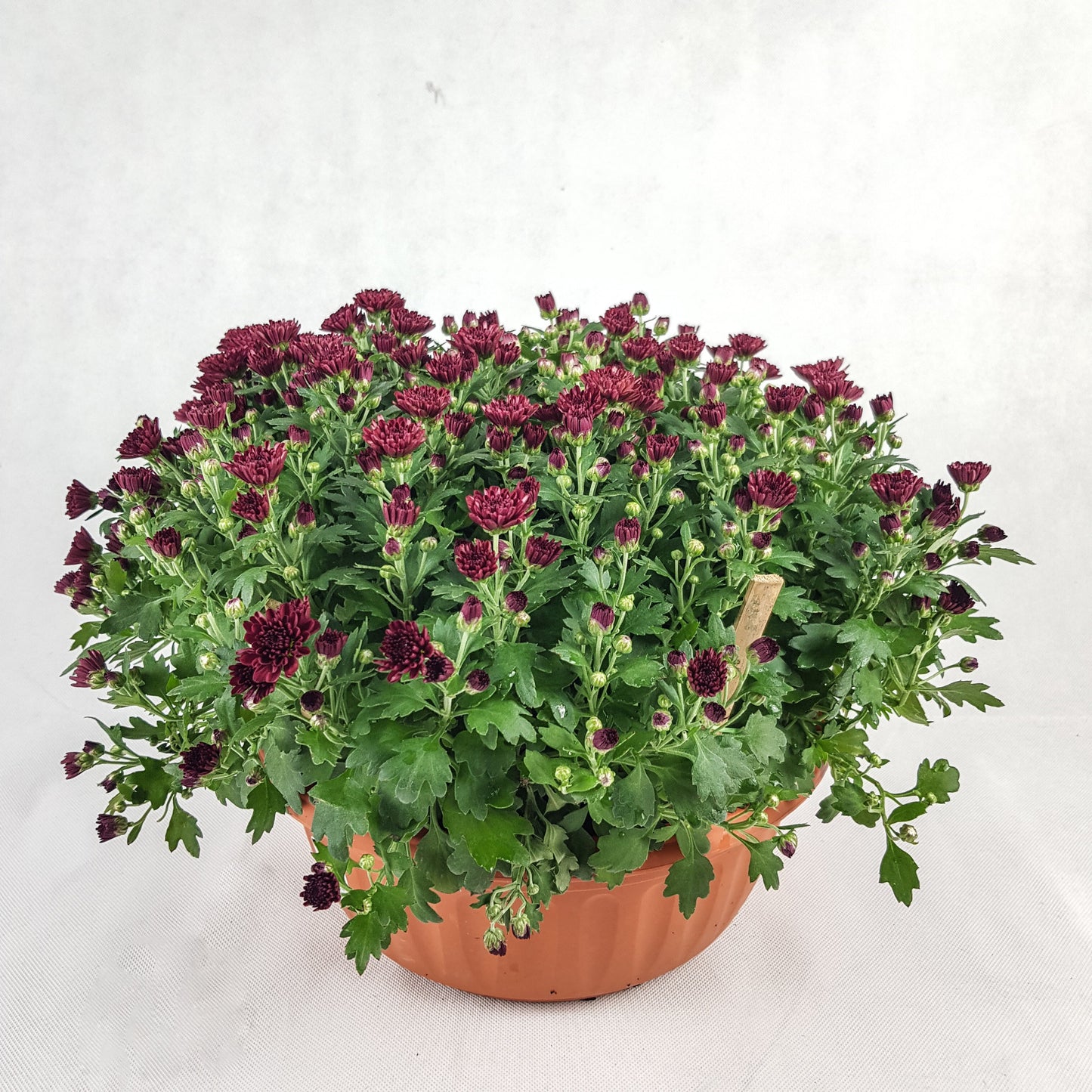 Chrysanthemum (Bowl Pot 310)