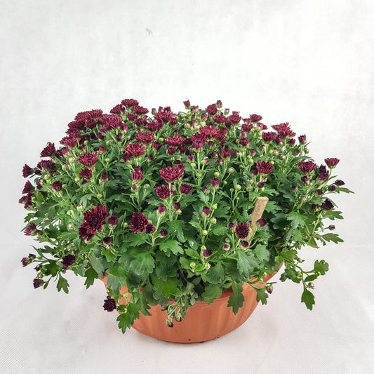 Chrysanthemum (Bowl Pot 310)