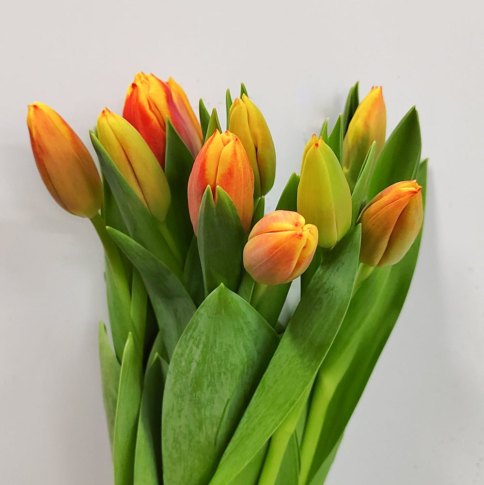 Tulip (Imported) - 2 Tone Orange