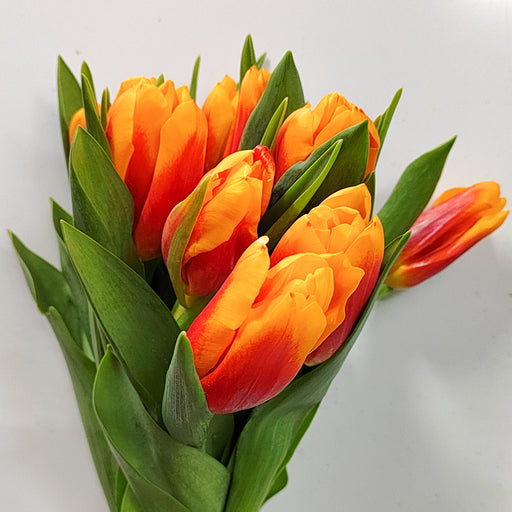 Tulip Bombita (Imported) - 2 Tone Orange Yellow