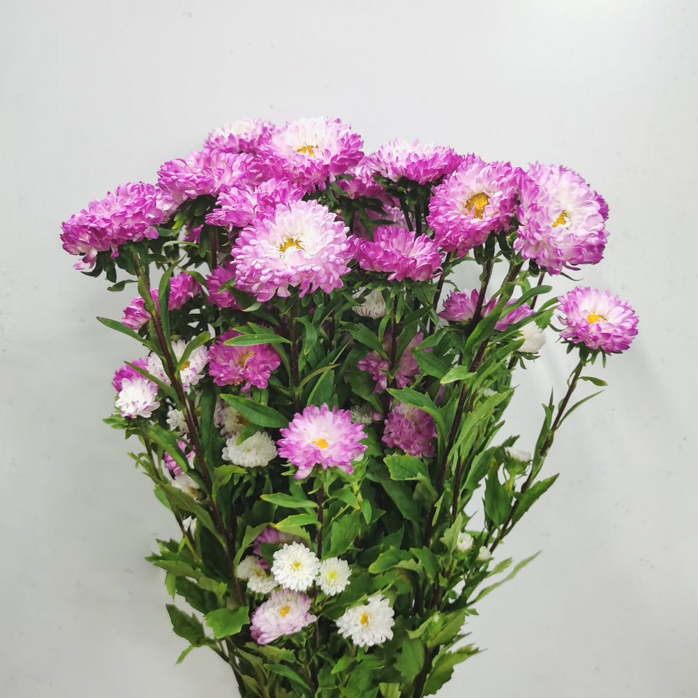 Aster  - 2 Tone Pink White
