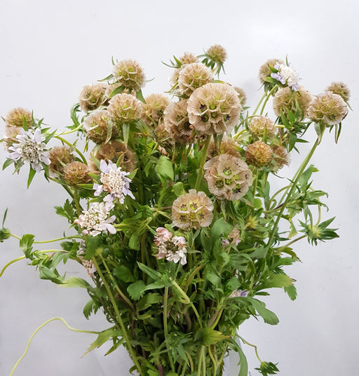 Scabiosa (Imported) - Light Brown