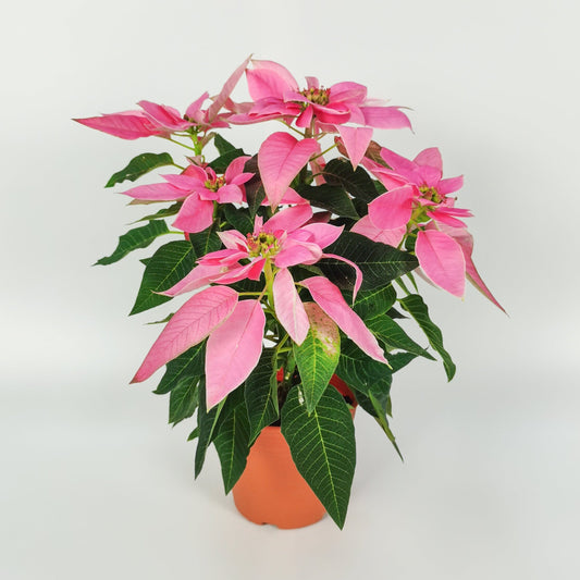 Poinsettia - Pink (P150)