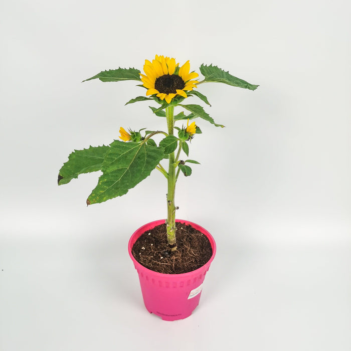 Pot Sunflower P150 (Local)
