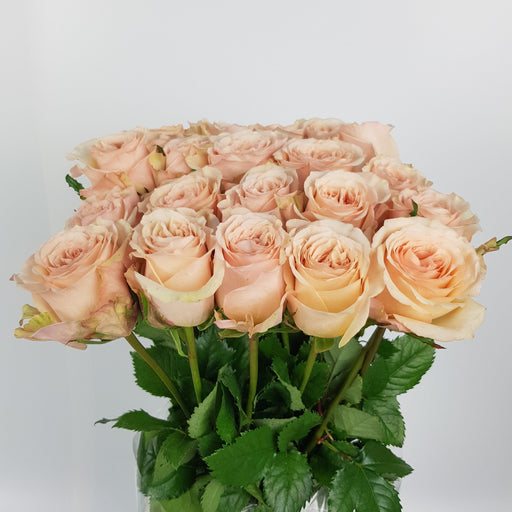 Rose Moab L. Brown (Imported) - Light sand [10 Stems]