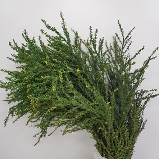 Cryptomeria Flower (Imported) - Green