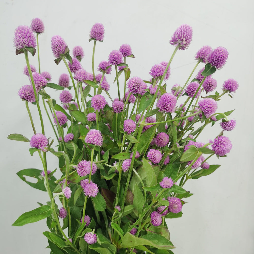 Gomphrena (Imported) - Pink