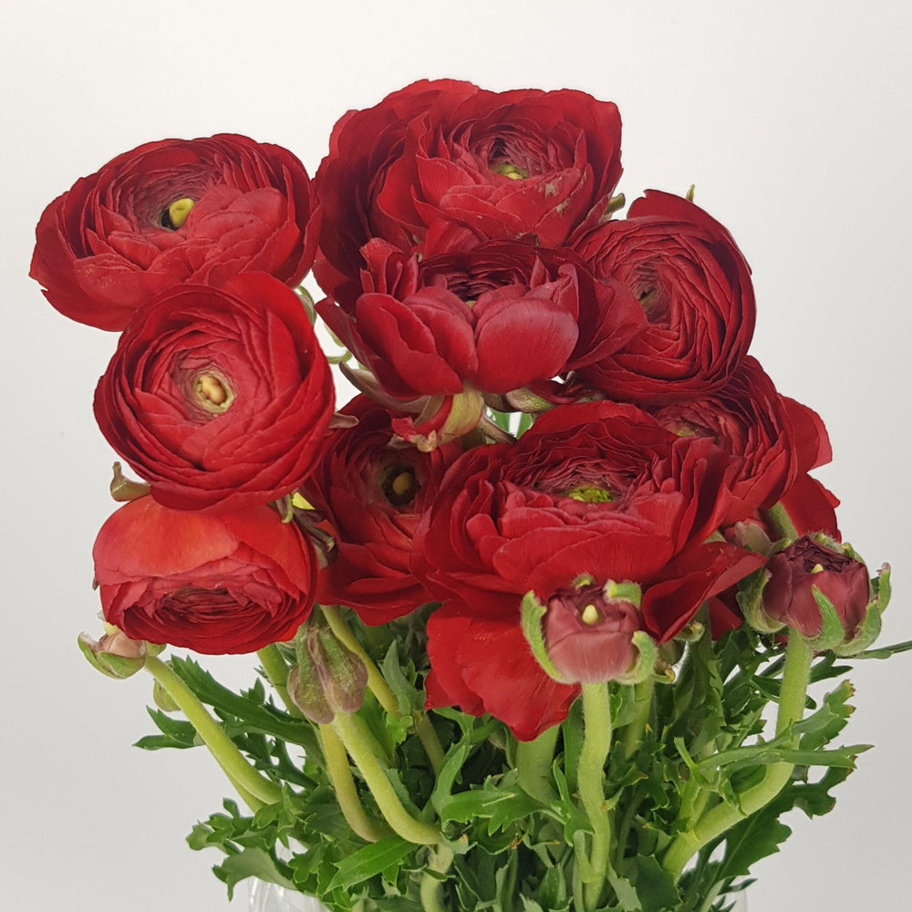 Fire Red Ranunculus Ranunculus - Red