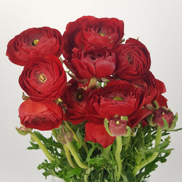 Ranunculus (Imported) - Red