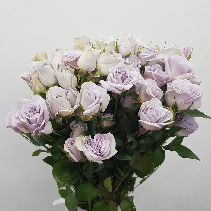 Spray Rose (Imported) - Light Purple