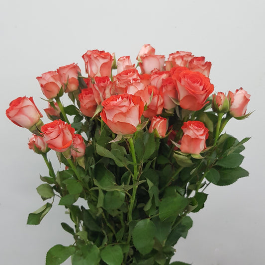 Spray Rose   - Light Red