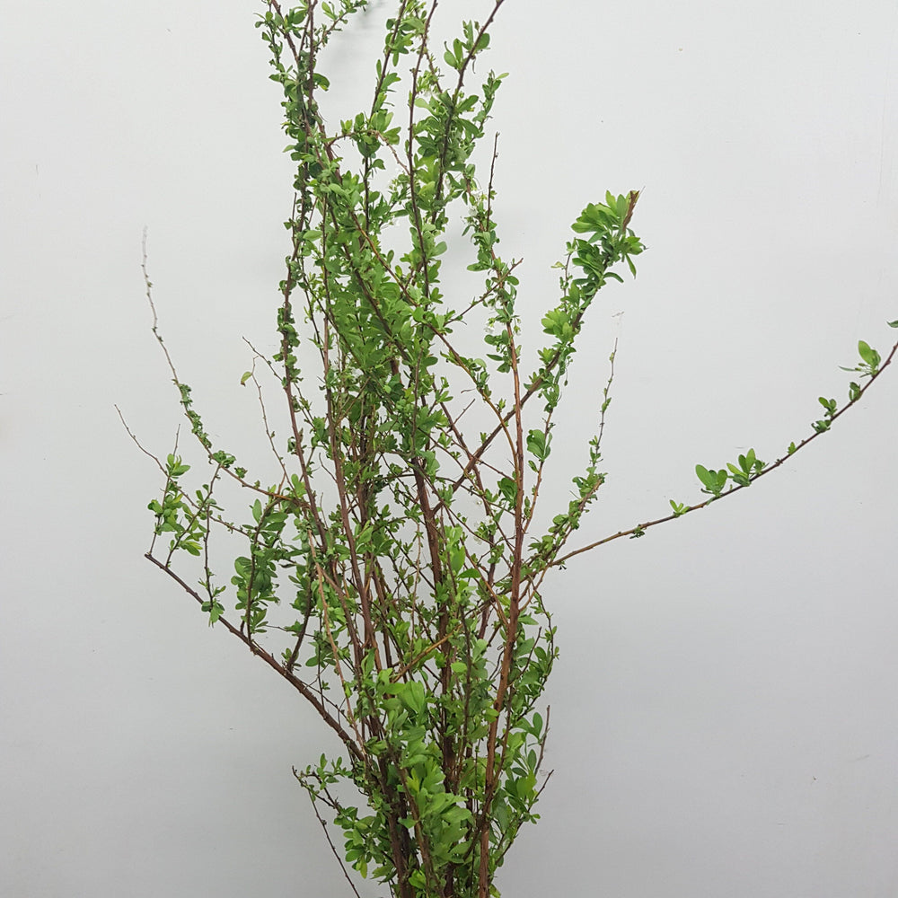 snow willow indoor plant Snow Willow