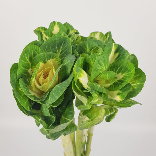 Kale (Imported) - 2 Tone Green White