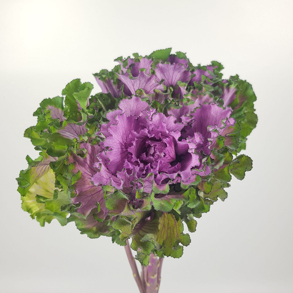 Kale (Imported) - Purple 5 stems