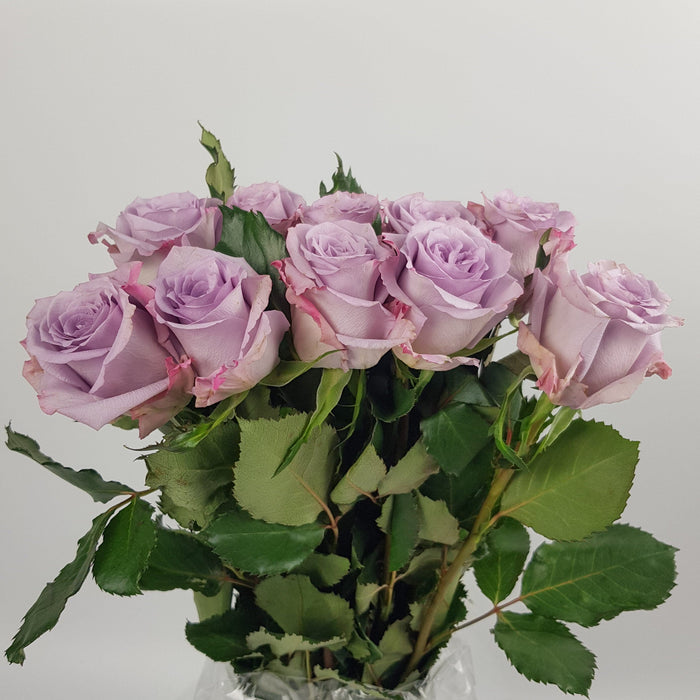 Rose Ocean Song (Imported) - Light Purple [10 Stems]