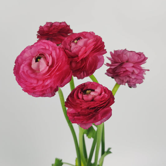 Ranunculus - Shocking Pink