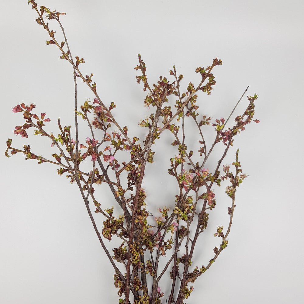 Fresh Cut Cherry Blossom Branches Online Florist Malaysia