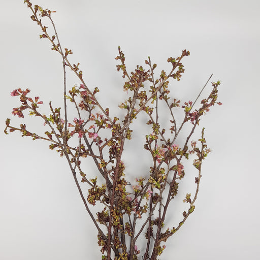 Cherry Blossom Branches (Sakura) (Imported) - Pink
