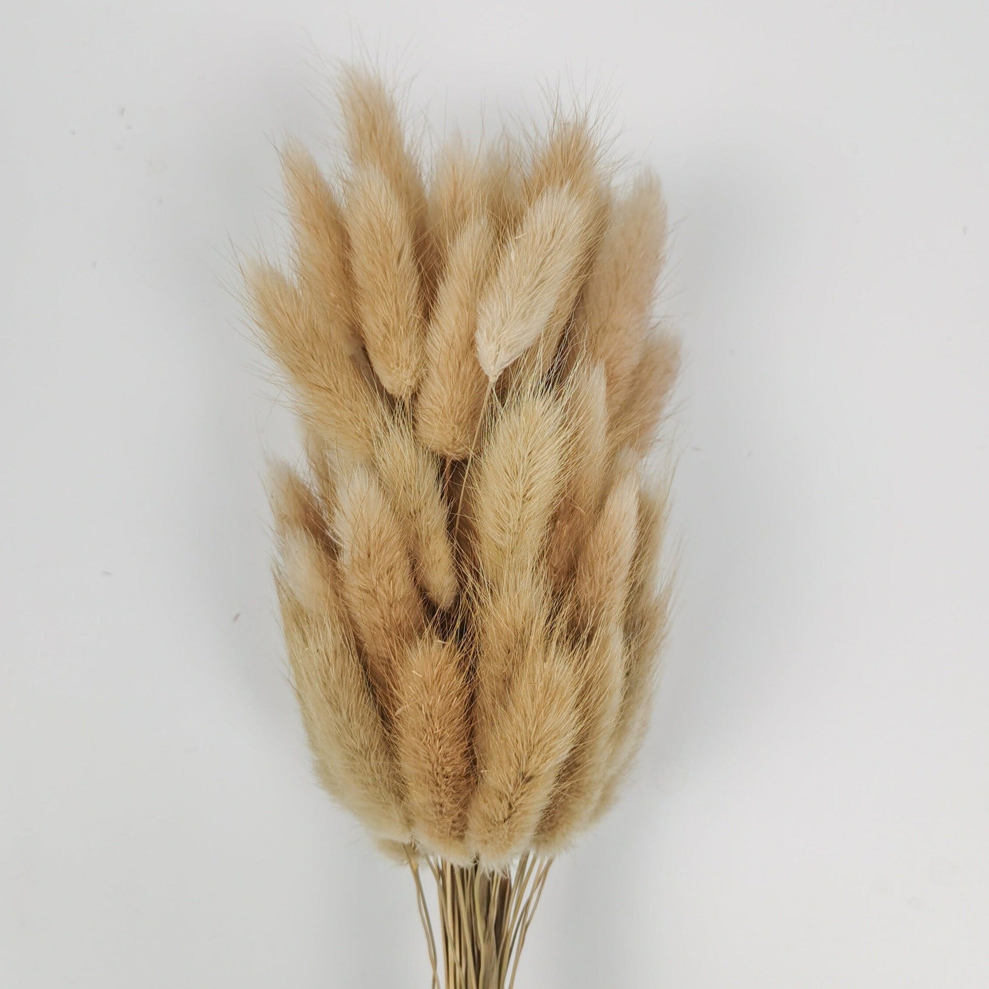 Preserved Rabbit Tail - Natural – Floristika.com.my