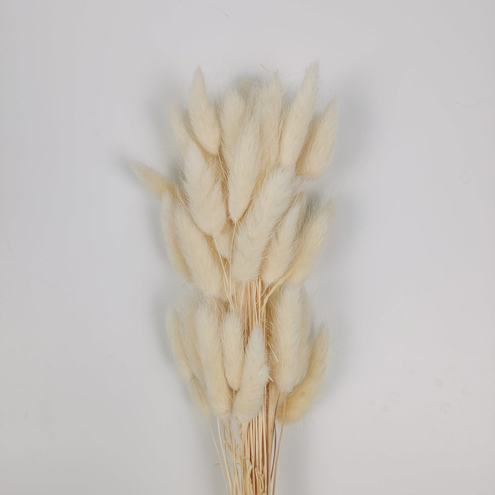 Preserved Rabbit Tail (Imported) - Cream