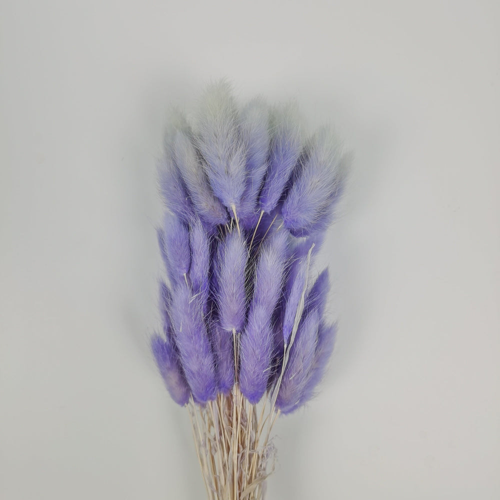 Dried Bunny Tail (Imported) - Purple