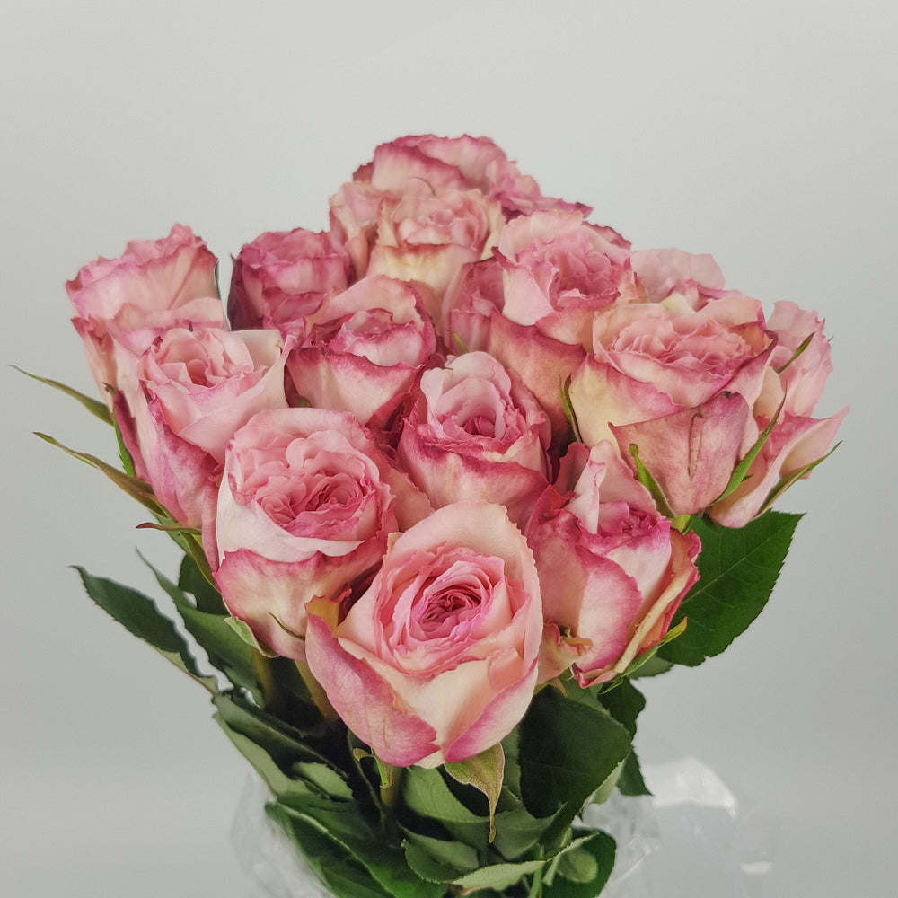 Rose (Imported) - Weizifu Garden Pink